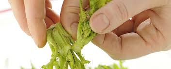 La carne tritata va benissimo, ma anche uova e formaggi si prestano alla perfezione. Pulire E Cucinare Le Cime Di Rapa O Friarielli Sale Pepe