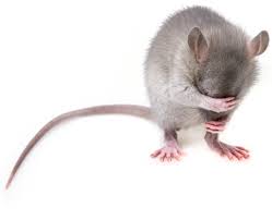 Pest control toronto, on, canada, pest removal services, critters, extermination, vermin control, rat catcher. Pest Control Toronto City Pest Control Inc