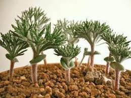 Image result for Eriospermum bakerianum