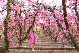 Beautiful Blossoms At Fresno Blossom Trail Pink Blossom Apple Blossom Apricot Blossom