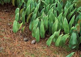 Image result for Pyrrosia