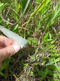 Image result for Lotononis calycina