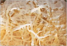 What are the side effects of sea moss. Irish Sea Moss For Hair Growth Benefits Side Effects Eat Algae