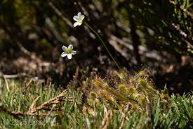 Image result for Monodora stenopetala