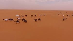 The abu dhabi camel festival, which will be held until april 10th, will see 10,000 camels trying to look their most beautiful. Watch Mummification Of Most Beautiful Camel In Saudi Arabia Al Arabiya English