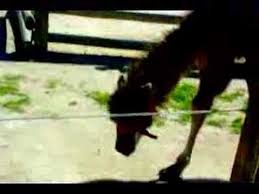 Related boards did you fart? What Sound Does A Camel Make Youtube