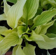 Image result for Hosta White Feather