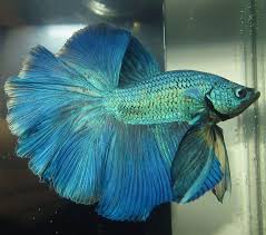 Melbourne Betta Betta Beautiful Fish Color Wheel Projects