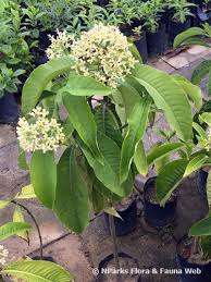 Image result for Psychotria palustris