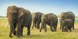 With lions approaching the herd, these elephants mobilize quickly to protect their new born baby. Sri Lanka For The First Time Records Birth Of Twin Elephant Calves Official The New Indian Express