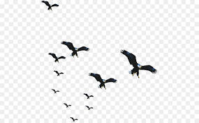 By denyse kalau nbc news png ///// east sepik governor allan bird has issued a ban on all chinese nationals entering the province. Bird Wing