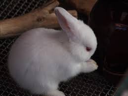 Prospective pet owners now demand far more information about the origins of the animal they are purchasing, and how the animal was treated before it even arrived in the. 15 Of The Best Pet Rabbit Breeds Pethelpful By Fellow Animal Lovers And Experts
