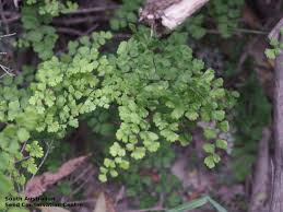 Image result for Adiantaceae