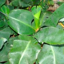 Image result for Musa Cavendish