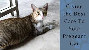 Just wondering if anyone knows yet and how long will it take for them to give birth :) thanks. Cat Pregnancy Taking Care Of A Pregnant Cat The Waggin Train Veterinary Clinic