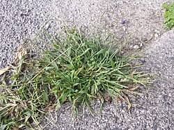 Image result for Chasmopodium purpurascens