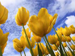 Yellow Tulips Blooming From Below With Green Stem And Blue Cloudy Spring Sky Above Yellow Tulips Flower Pictures Flowers
