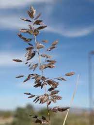Image result for Eragrostis cilianensis