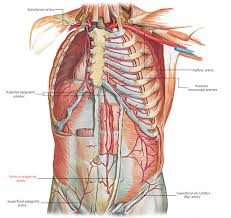 This group is made up of four bones in the pelvic area of the body. Easy Notes On Inferior Epigastric Artery Learn In Just 3 Minutes Earth S Lab