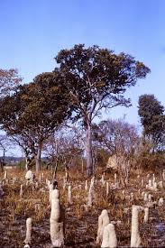 Image result for Magnistipula butayei