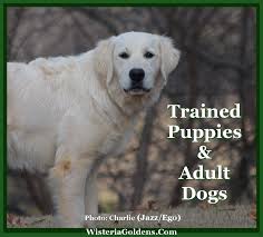 Golden retriever puppies for sale in ny state. Wisteria Goldens English Cream Golden Retriever Puppies For Sale Puppies Golden Retriever Training Dogs