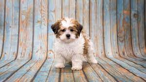 Nov 04, 2019 · 12. Shih Poo Everything You Need To Know About A Shih Tzu Poodle Mix All Things Dogs All Things Dogs