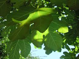 The common fig, ficus carica, is a deciduous tree or shrub in the family moraceae grown for its edible fruits. Reasons For A Fig Tree Not Fruiting