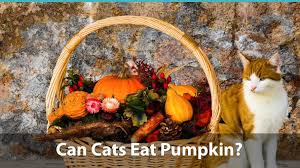 Slap some bananas, different kinds of ice cream, egg nog and chocolate shavings on there and you have an instant banana split. Can Cats Eat Pumpkin Or Is It Bad For Them