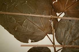 Image result for Alangium chinense