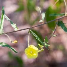 Image result for Xenostegia alatipes