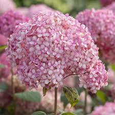 Image result for Hydrangea arborescens Pink Anabelle