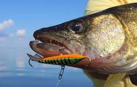 Pin On Walleye Fishing