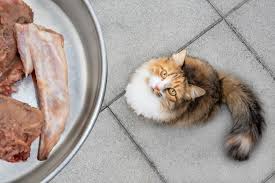 What raw meats can cats eat? Can Cats Eat Raw Chicken All About Cats