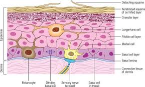 Epidermal stem cells maintain the tissue integrity during homeostasis and show remarkable plasticity to quickly respond to various stress or damages of the tissue. Epidermis Strata Cells Diagram Quizlet