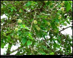 Image result for Anogeissus