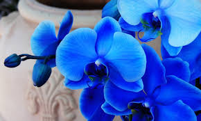The wild types are found growing. Are Blue Orchids Real Yes And No Here S Why Brilliant Orchids