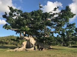 Image result for Ceiba