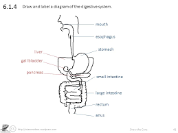 Plug flow is the ultimate large vessel effect, being described only in the thoracic aorta. Draw The Core Label If You Re Able Annotate If You Re Great Ppt Download