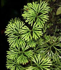 Image result for Elaphoglossum lancifolium