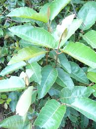 Image result for Harungana madagascariensis