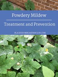 Powdery mildew can be a real problem in the vegetable garden, especially for cucurbits such as cucumbers, squash, melons and pumpkins. Powdery Mildew And How To Save Your Plants When You Get It Backyard Garden Club