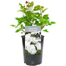 Check spelling or type a new query. Diamond Wedding Rose 60th Wedding Anniversary Gift Help Celebrate A Special Couple S Diamond Wedding Anniversary With A Unique Living Plant Gift Buy Online In Antigua And Barbuda At Antigua Desertcart Com Productid