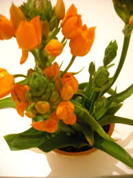 I narcisi sopravvivranno fino a 3 anni in un contenitore, ma i fiori non saranno mai belli dopo. Ornitogallo Coltivazione