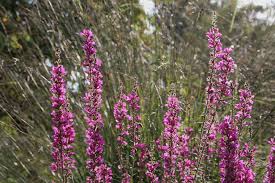 Image result for Lythrum rotundifolium