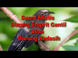 Memiliki warna dan badan yang cenderung merah bata. Suara Burung Prit Gantil