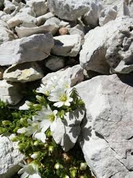 Image result for Cerastium