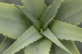 Image result for Aloe spicata