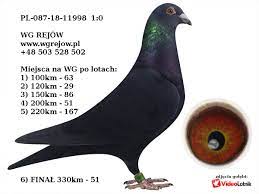 Wg Wspolny Golebnik Rejow Pigeon Pictures Racing Pigeons Pigeon