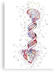 Heart And Brain Dna Dna Molecule Heart Anatomy Brain Watercolor Canvas Print By Rosaliartbook In 2021 Biology Art Brain Watercolor Dna Art