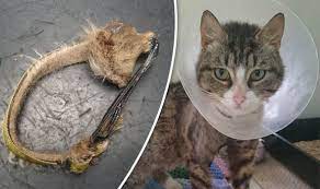 Rspca Find Cat Left With Horror Injuries After Getting Leg Stuck In Collar Nature News Express Co Uk